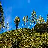 Tea garden and blue sky at Munnar 
