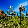 Tea garden on the way to Mattupetty dam at Munnar