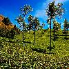 More Tea garden at Mattupetty dam at Munnar