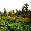 Road between tea garden at Munnar