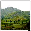 Green fields around Araku valley during rainy season 