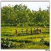 Agriculture is the main source of income for rural India
