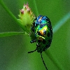 BEETLE