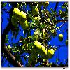 Apple growing in trees near Old Manali 