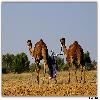 Two camels and villagers 