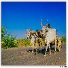 Rural transport system - bullock cart