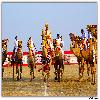 Camel dance and show during Rann Utsav
