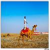 Circus on Camel back 