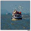 Elephanta Caves boats and birds 