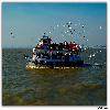 Elephanta Caves sea eagle birds 