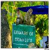 Elephanta Caves monkey 