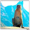 Monkey at  Lonavala