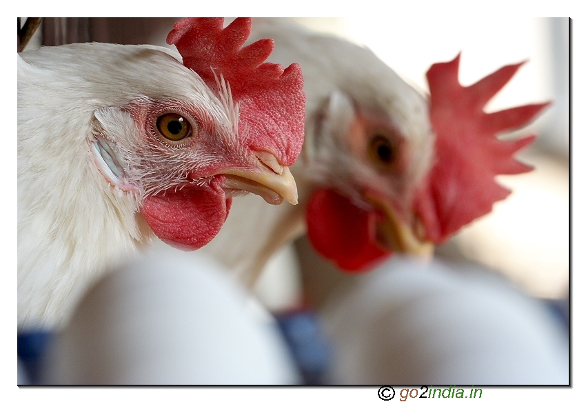 Indian layer hen