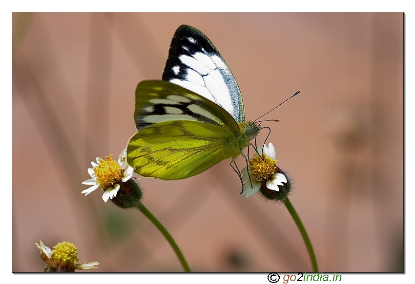 Common Gull Butterfly