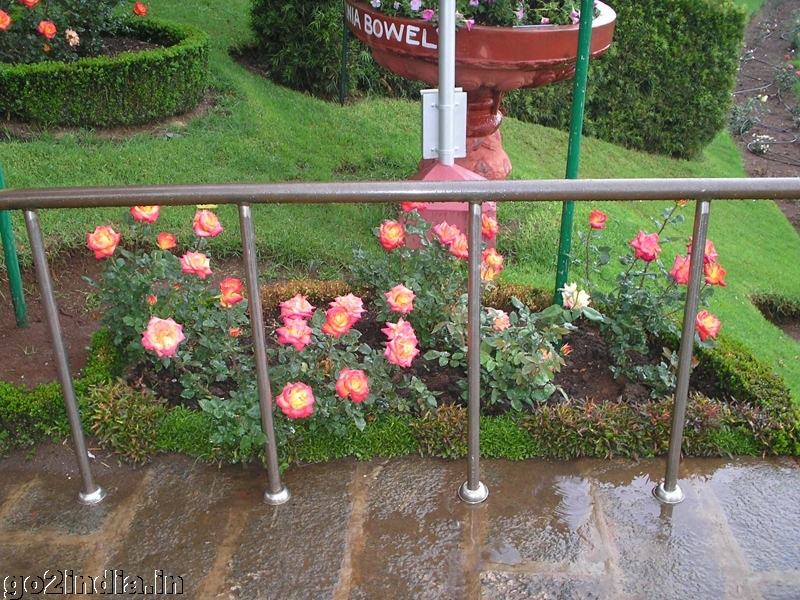 Roses inside Ooty rose garden
