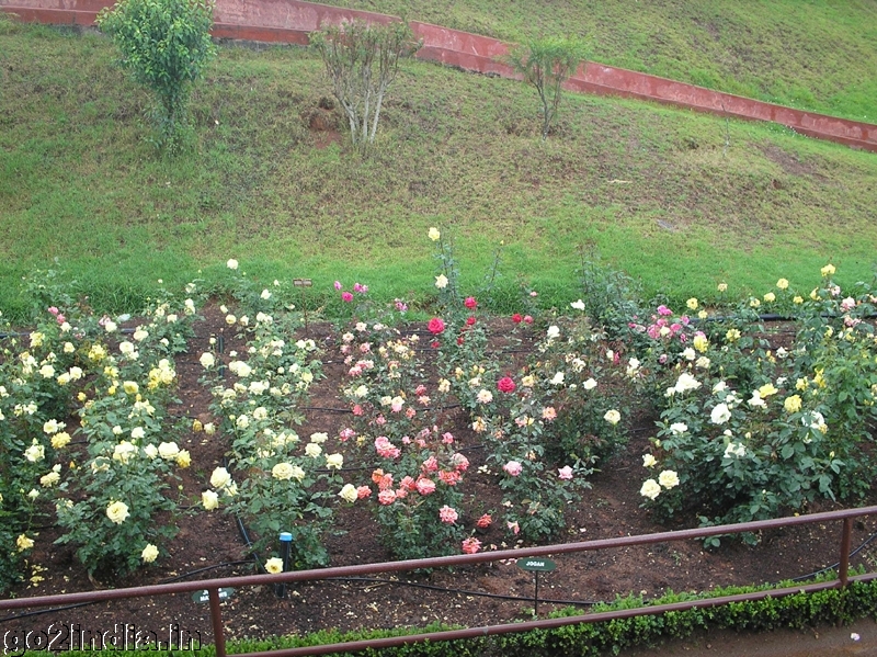 Rose garden