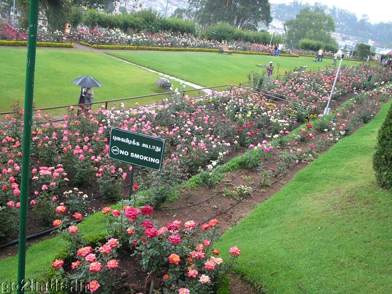 Roses inside Ooty rose garden