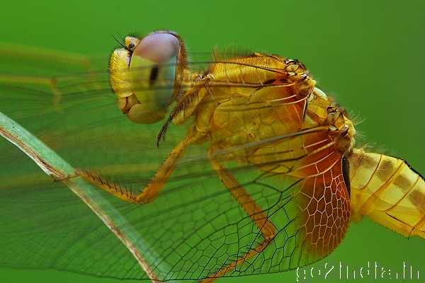 DRAGONFLY