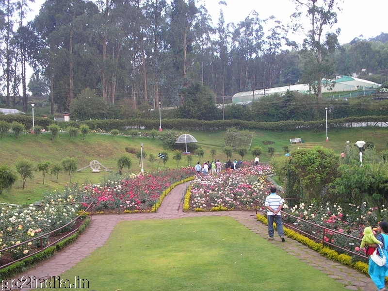 Ooty Rose garden