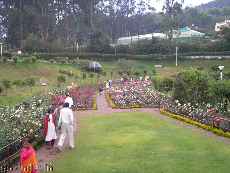 Roses inside Ooty rose garden