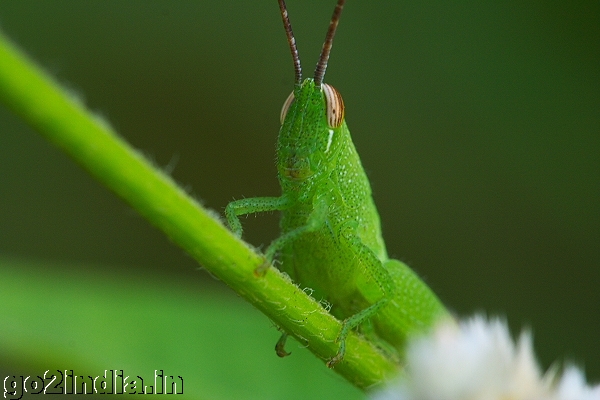 GRASSHOPPER