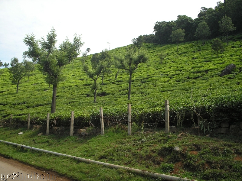 Tea gardens at Coonoor