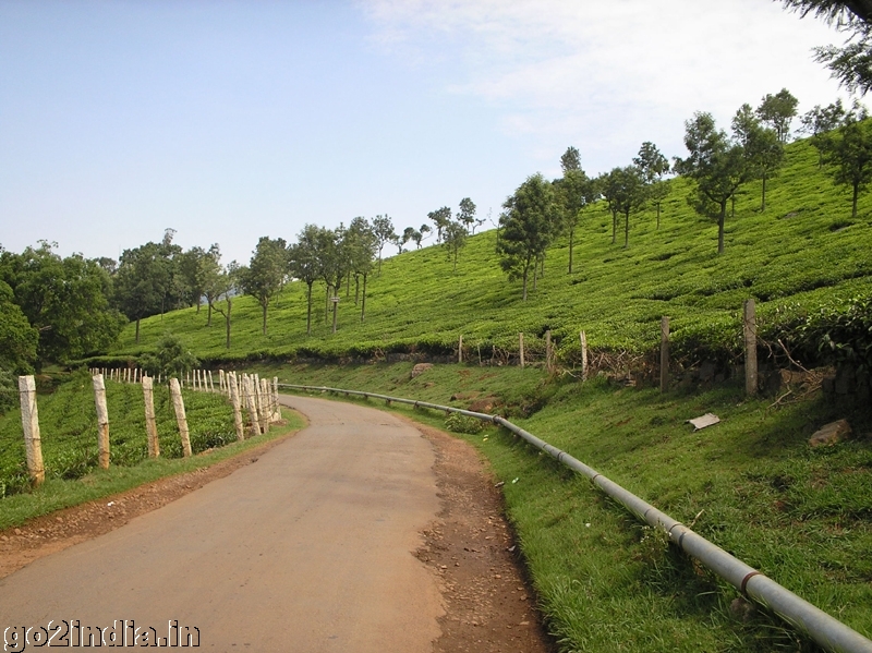 Roads inside the tea garden