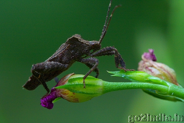 INSECT