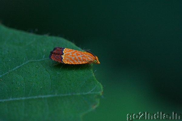 INSECT
