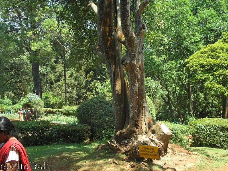 Sims Park at Coonoor