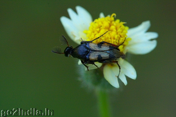 INSECT