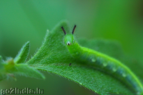 INSECT