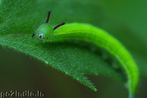 INSECT