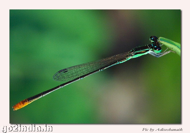 DAMSELFLY