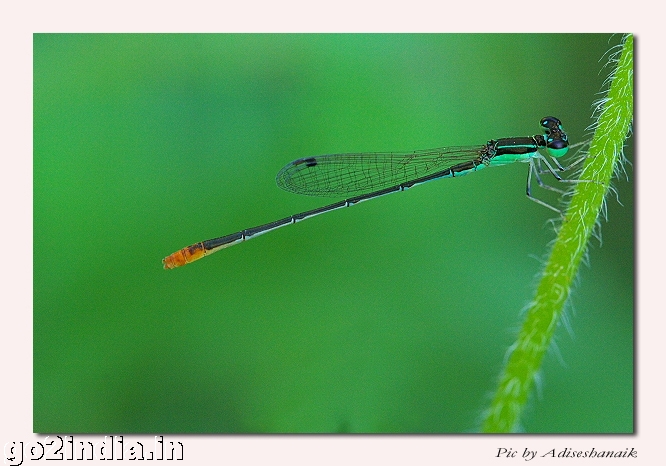DAMSELFLY
