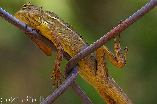 GARDEN LIZARD