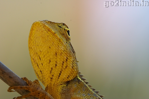 GARDEN LIZARD