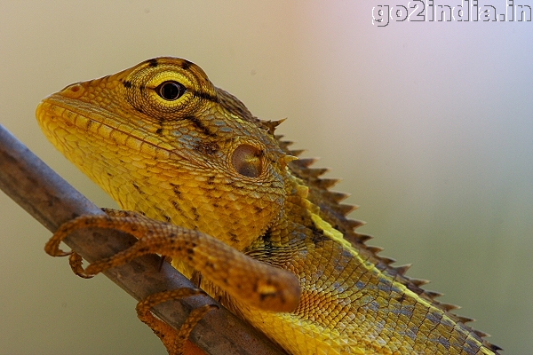 GARDEN LIZARD