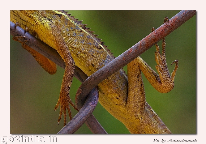 GARDEN LIZARD