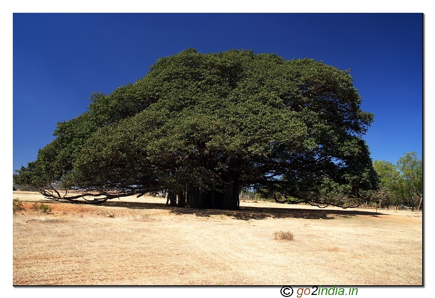 Big tree