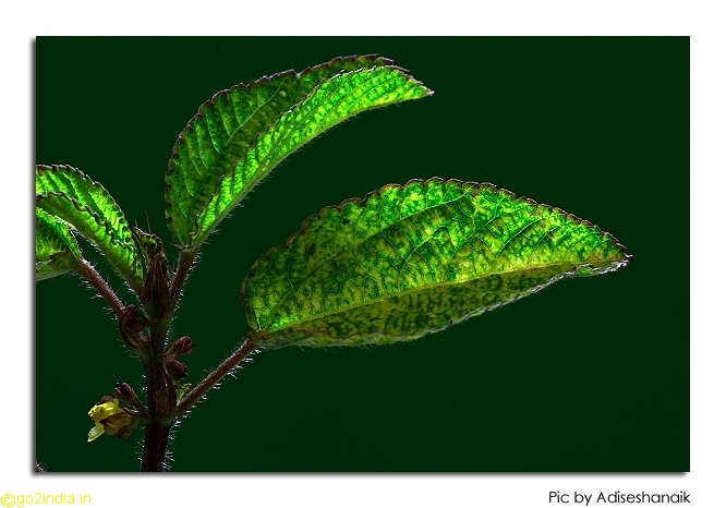Leaves from Sigma 150mm macro lens on 350D