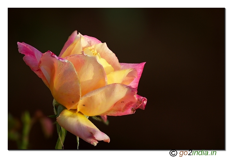 Rose flowers