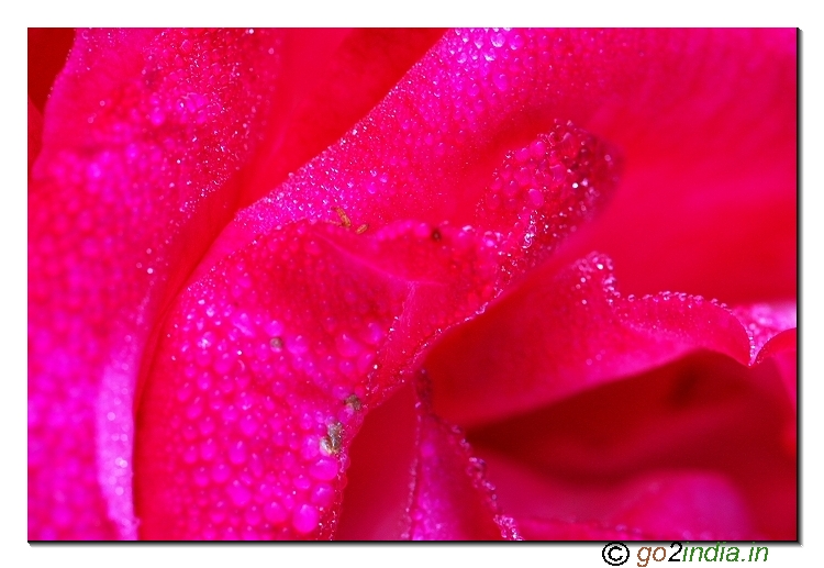 Rose flowers