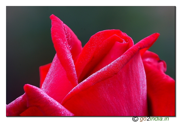 Rose flowers