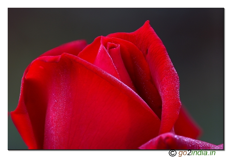 Rose flowers