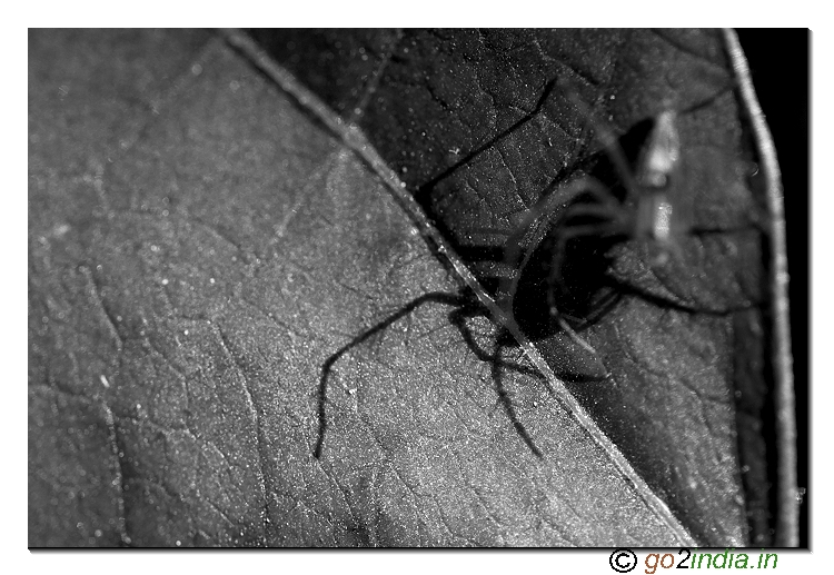 spider shadow