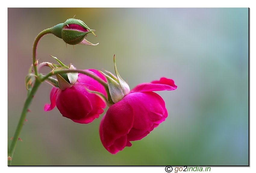 Focus stacked macro rose flower