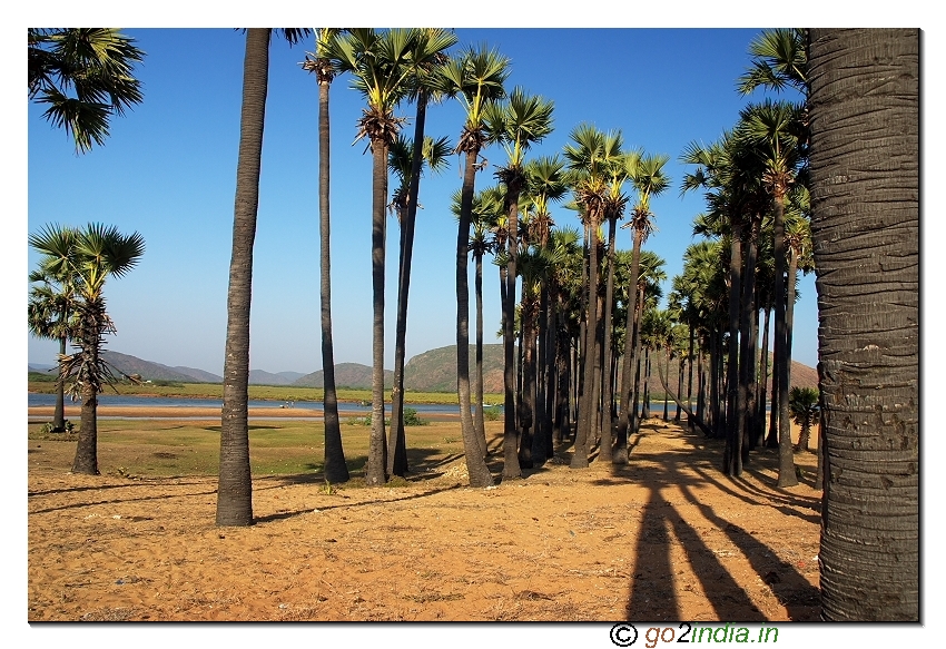 Palm trees at Bangarammapalam Beach