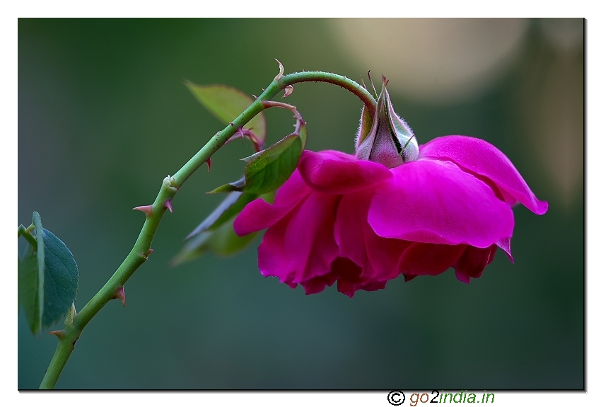 Focus stacked macro rose flower