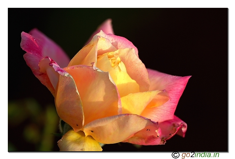Rose flower  from 150mm Sigma  macro lens